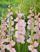 Гладиолус Луиза (10 шт)