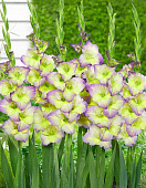 Гладиолус Мунлайт Шэдоу (5 шт)