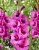 Гладиолус Пёпл Даймонд (10 шт)