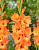 Гладиолус Принц оф Ориндж (10 шт)