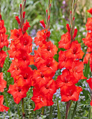 Гладиолус Фортуна (10 шт)