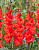 Гладиолус Фортуна (10 шт)