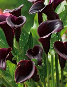 Калла Арабиан Найт (2 шт)