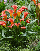 Калла Блади Мэри (2 шт)