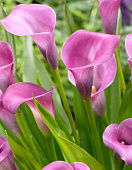 Калла Грейп Вельвет (2 шт)