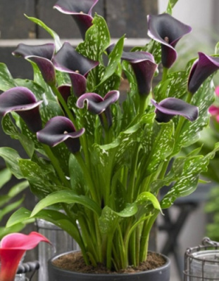 Калла Дубай Найтс (2 шт)