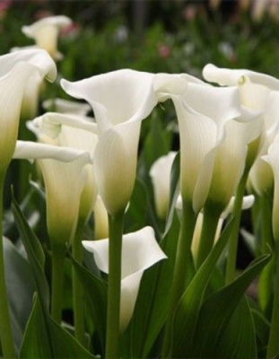 Калла Кристал Клеэр (2 шт)