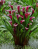 Калла Макао (2 шт)