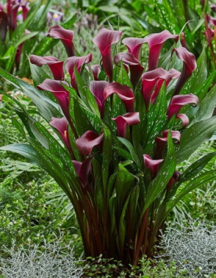 Калла Макао (2 шт)