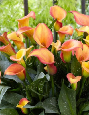 Калла Морнинг Сан (2 шт)