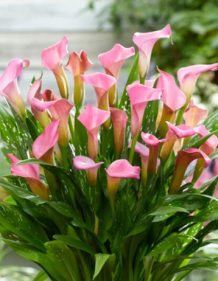 Калла Питерс Прайд (2 шт)