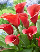 Калла Ред Симфони (2 шт)