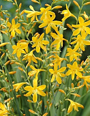 Крокосмия Джордж Дэвисон (10 шт)