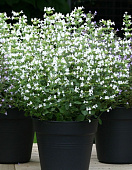 Душевик Вайт (1 шт)