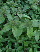 Мята Бэррис энд Крим (1 шт)