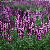 Сальвия дубравная (Шалфей) Нью Дименшн Роза (1)