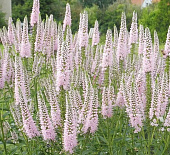 Вероника Фёст Чойс (1 шт)