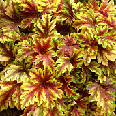 Гейхерелла Голден Зебра (1 шт)