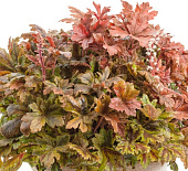 Гейхерелла Хопскотч (1 шт)