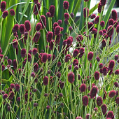 Кровохлебка Танна (1 шт)