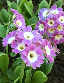 Примула Бартл (1 шт)