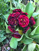 Примула Кримсон Глоу (1 шт)