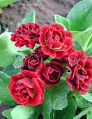 Примула Пегасус (1 шт)