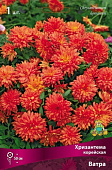 Хризантема корейская Ватра (1 шт)