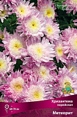 Хризантема корейская Метеорит (1 шт)