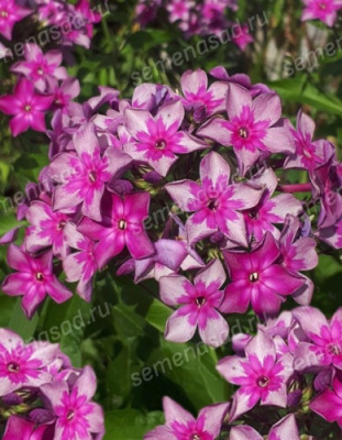 Флокс Звездочет (1 шт)