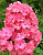 Флокс Московская сказка (1 шт)