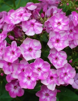 Флокс Мулатка (1 шт)