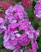 Флокс Седая Дама (1 шт)