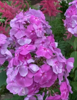 Флокс Седая Дама (1 шт)