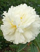 Пион Фринжд Айвори (1 шт)