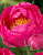 Пион Цитерия (1 шт)