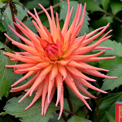 Георгин Парк Рекорд (1 шт)