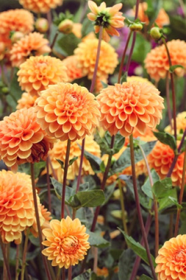 Георгин Сильвия (1 шт)