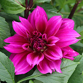 Георгин Томас Эдисон (1 шт)