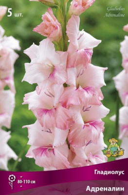 Гладиолус Адреналин (5 шт)
