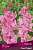 Гладиолус Пинк Пэррот (5 шт)