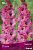 Гладиолус Барток (10 шт)