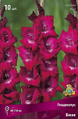 Гладиолус Бизе (10 шт)