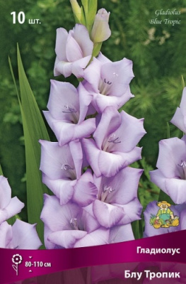 Гладиолус Блу Тропик (10 шт)