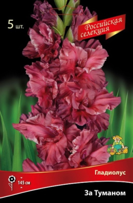 Гладиолус За Туманом (5 шт)1