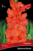Гладиолус Зоренька ясная (5 шт)1