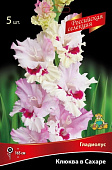 Гладиолус Клюква в Сахаре (5 шт)