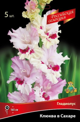 Гладиолус Клюква в Сахаре (5 шт)
