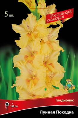 Гладиолус Лунная Походка (5 шт)