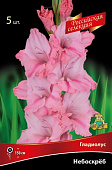 Гладиолус Небоскрёб (5 шт)1